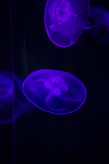 bright jellyfish floating in the dark sea