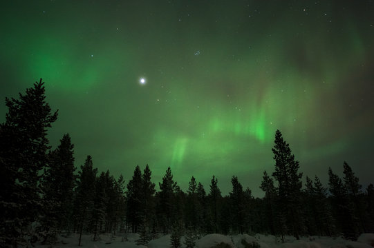 Aurora Borealis, Northern Lights, above boreal forest in Lapland, Northern Finland. © ekim