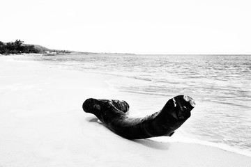 White image of a dead tree trunk on a deserted beach