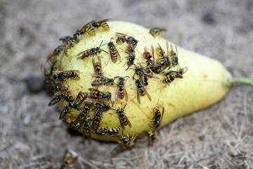 Wespen essen eine Birne auf