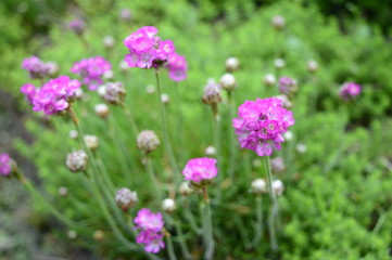 Armeria maritima - pink flower born late spring