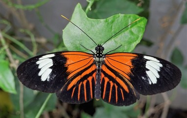Fototapeta na wymiar Tropical Madiera butterfly