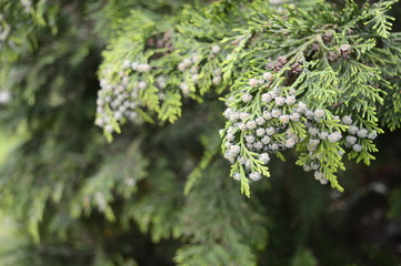 Cypress with light green globose cones
