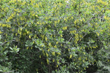 Common barberry - it is deciduous shrub with delicate yellow flowers