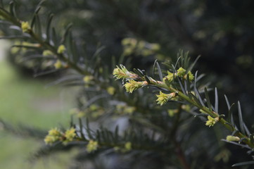 Flaky juniper with freshly spring needle