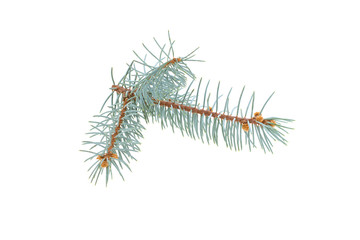 blue spruce branch isolated on white background
