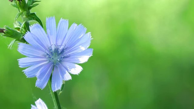 Blue flower on natural background. Flower of wild chicory endive . Cichorium intybus