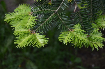 Taxus called also yews with dark-green leaves and freshly spring endings