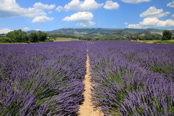 Fototapeta na wymiar Lavendelfeld in der Provence