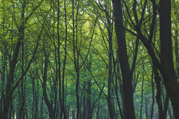 Obraz premium forest autumn season morning scenery nature landscape of soft focus trees wall and foggy weather