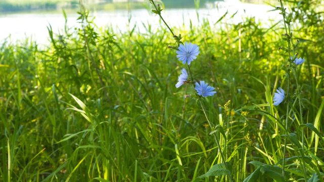 Blue flower on natural background. Flower of wild chicory endive . Cichorium intybus