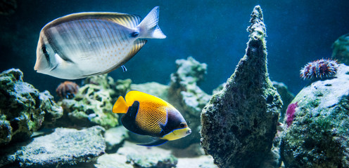 Naklejka na ściany i meble pomacanthus navarchus, majestic angelfish, Fish swimming in the ocean, against a background of corals