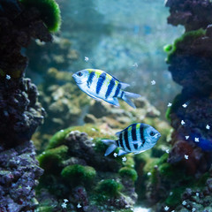 Abudefduf sexfasciatus. Fish swimming in the ocean, against a background of corals