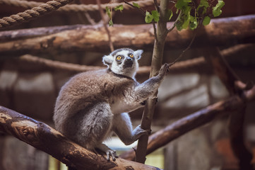 Lemur on wood, inspirational, toned photo