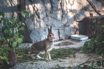 Gray hare is eating leaves on a farm