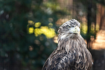 Portrait of a large gray eagle, space for text, toned
