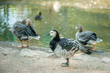 Goose on a poultry farm, toned
