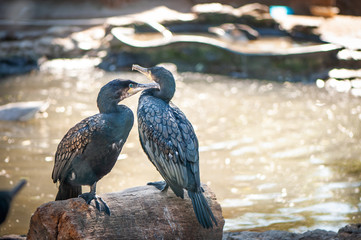 Two Great  cormorants sit on a tree, against the background of a lake