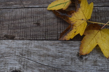 Hintergrund Motiv Herbst bunt gefärbte Blätter auf strukturierter Holzoberfläche grau