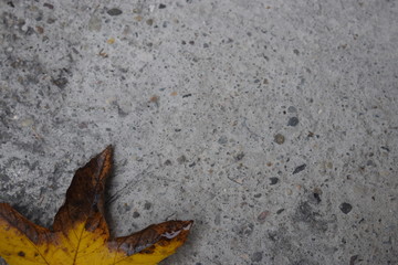 Nasses herbstlich gefärbtes Blatt liegt auf dunklem Fußboden aus Beton