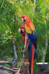 Birds