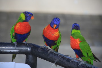 Birds