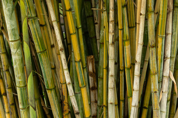 Ghost bamboo (Dendrocalamus minor amoenus) - Davie, Florida, USA