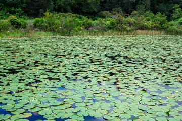 Lake covered in American water lily pads (Nymphaea odorata) - Long Key Natural Area, Davie, Florida, USA