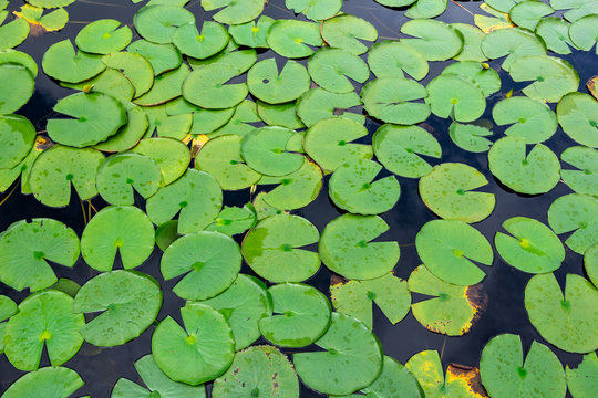 American water lily pads (Nymphaea odorata) floating on water - Long Key Natural Area, Davie, Florida, USA