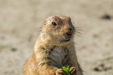 Naklejka na ściany i meble Portrait of a prairie dog with a green leaf between his front paws