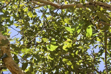 green massive leaves of tree