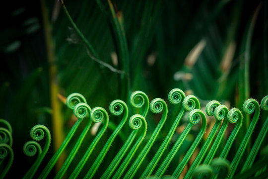 curly fern leaves, macro springtime
