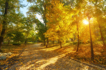 Beautiful romantic alley in a park with colorful trees and sunlight.