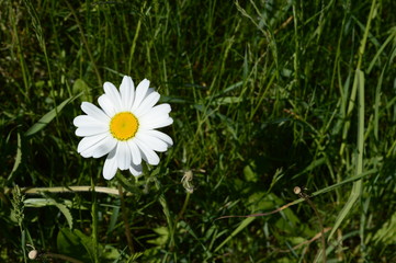 Single large and white daisy on background of green grass © agatchen