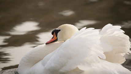 A close up of a mute swan in a threat display know as busking with wings half raised and neck curled back.