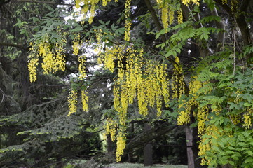 Laburnum anagyroides - small deciduous tree with pea-like, yellow flowers