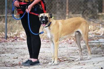 Boxer Cross at Training School