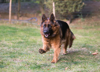 Naklejka premium german shepherd dog