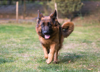 german shepherd dog