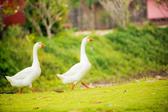 Focus a elegant white gooses walking on the green grass field . natural image. nature photo. image for background, wallpaper, copy space and article.