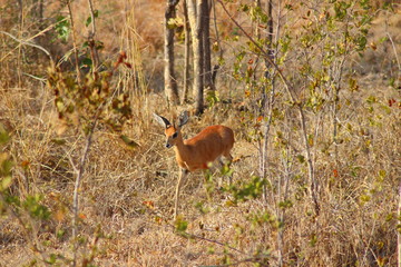 Steenbok in Kruger National Park - South Africa