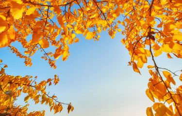 yellow maple leaves in the blue sky