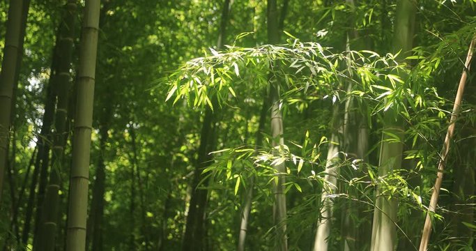 Bamboo forest at Japanese garden in Tokyo