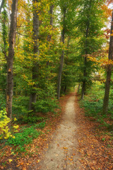 Beautiful romantic alley in a park with colorful trees and sunlight.