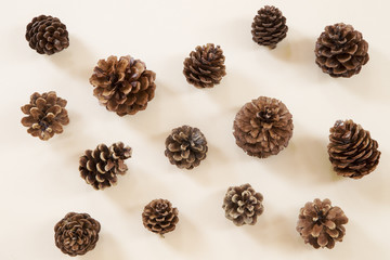 Pine cones