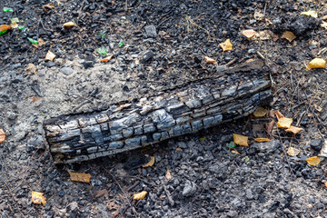 Burnt wood