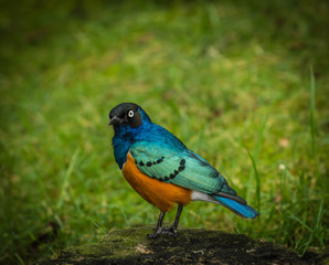 superb starling