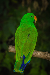 Eclectus Parrot