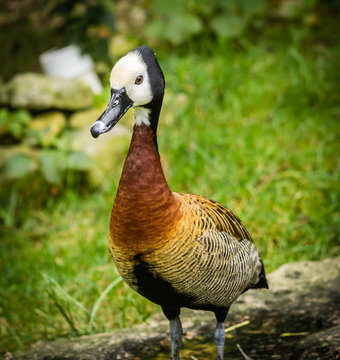 White Faced Whistling Duck