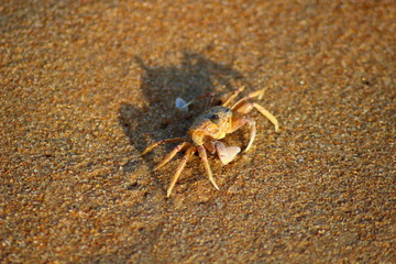 Little crab on the beach at Praia do Tofo - Mozambique